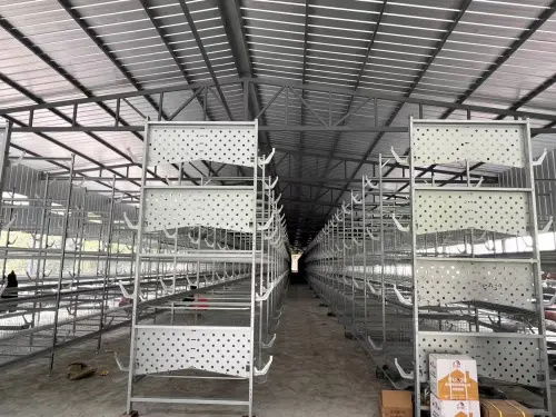80后大學(xué)生返鄉(xiāng)創(chuàng)業(yè)，蛋雞養(yǎng)殖年銷售額破億元