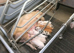 金正恩視察朝鮮人民軍549部隊養豬工廠，高度關注黃牛養殖