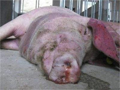 豬咳嗽喘氣總治不好？專家教你一招，科學(xué)治愈呼吸道疾病