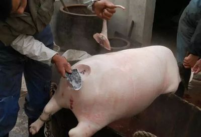 豬羊之間 那些年，我們守在鍋邊的童年滋味