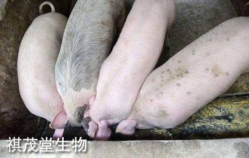 2022年生豬業(yè) 以“三高”開局，以深度調(diào)整收尾